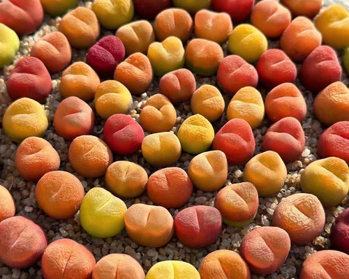 53 #多肉植物ア工オ二ウム錦❤️キツネ狩りを錦❤️1大頭5-6子芽11cm拔き苗 53 #多肉植物ア工オ二ウム錦❤️キツネ狩りを錦❤️1大頭5-6子芽11cm拔