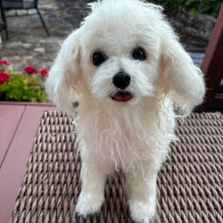 テディドッグ】オーダー マルチーズ ※モヘア生地はプラス価格です