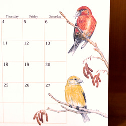 野鳥のカレンダー 2024 (卓上版) 1枚目の画像