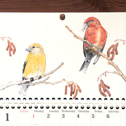 野鳥のカレンダー 2024 (壁かけ版) 1枚目の画像