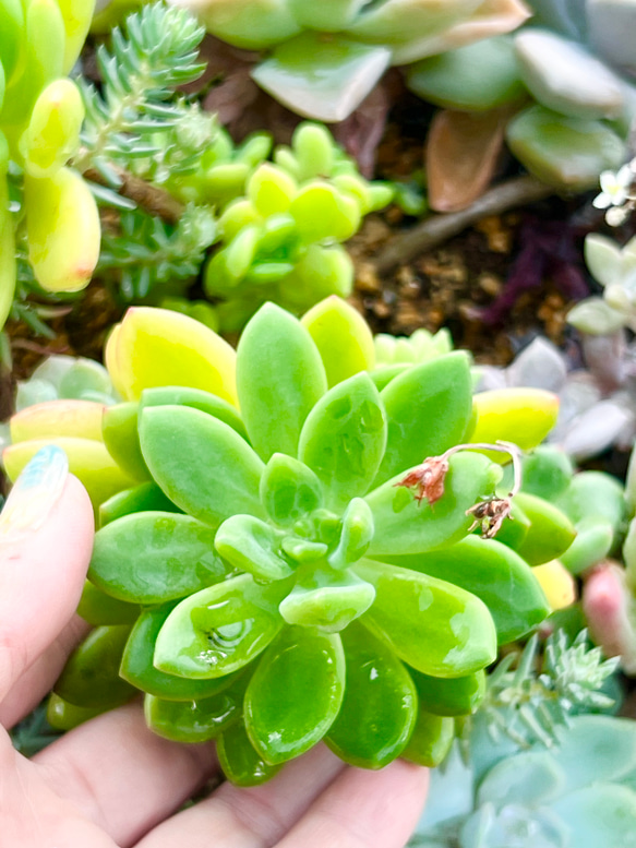 ムチムチが可愛い春萌♡⃛多肉植物＊カット苗 1枚目の画像