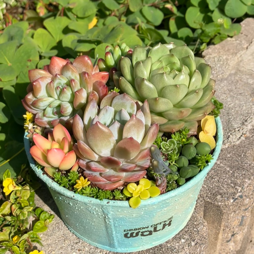 ❤︎多肉植物寄せ植えそのまま飾れる❤︎エケベリア大きめ入り