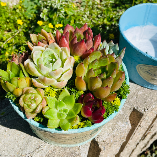 ★★可愛い❤️ブリキ缶★寄せ植え★このまま飾れます★多肉植物