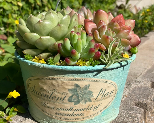 ❤️専用ページ❤️多肉植物の寄せ植え❤️そのまま飾れます 8f2cb3fe93a1b7773e1cb8fb4cb24c