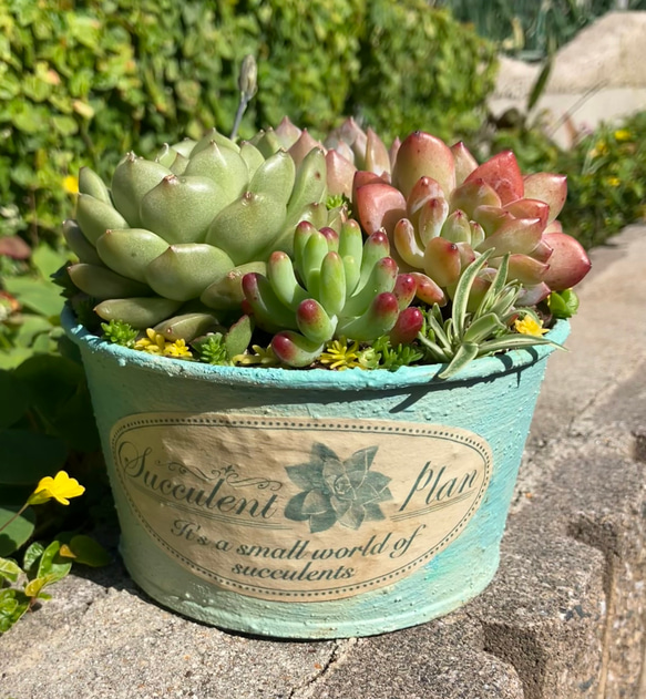 専用】そのまま飾れる多肉植物の寄せ植え 専用❤️多肉植物の寄せ植え❤️