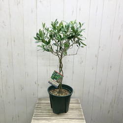 珍しい品種 編み込み 盆栽 ジェイファイブ オリーブの木 6号