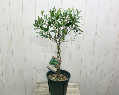 オリーブの木　盆栽 47def763efba67d4db68d843361f69