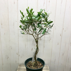 珍しい品種   編み込み 盆栽  ジェイファイブ オリーブの木 6号スリット鉢 2枚目の画像