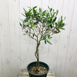 珍しい品種   編み込み 盆栽  ジェイファイブ オリーブの木 6号スリット鉢 4枚目の画像