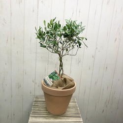 珍しい品種   編み込み 盆栽  ジェイファイブ オリーブの木 6号スリット鉢 7枚目の画像