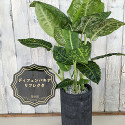 ディフェンバキア リフレクター 観葉植物 その他インテリア雑貨