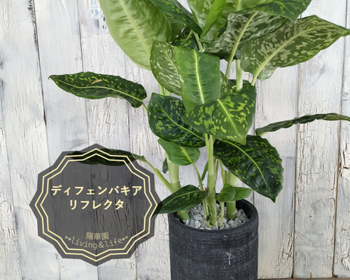 ディフェンバキア リフレクター 観葉植物 その他インテリア雑貨