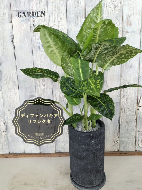 ディフェンバキア リフレクター 観葉植物 その他インテリア雑貨 陽華園 通販｜Creema(クリーマ) 16524200