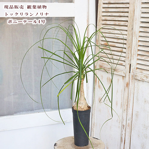 楽天市場】【マラソンクーポン有】【現品】トックリラン/ノリナ