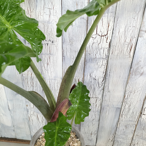 アロカシア ローライダー 観葉植物 その他インテリア雑貨 陽華園 通販