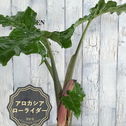 8b1d7bf1688dcefb3e0fc8febb4e4c