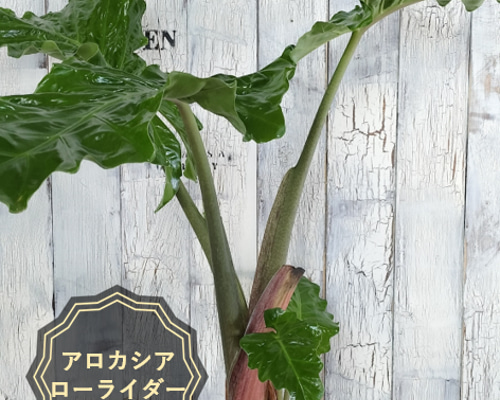 アロカシア ローライダー 観葉植物