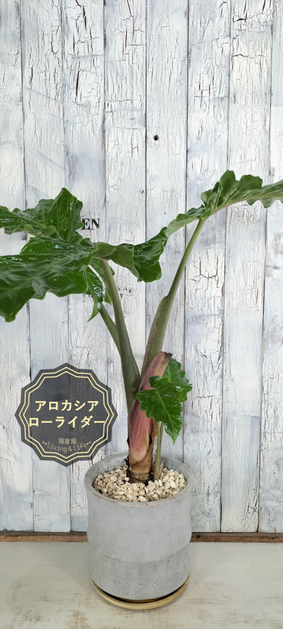 楽天市場】PLANCHU 観葉植物 アロカシア ローライダー 8号