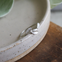 小葉環 第13張的照片