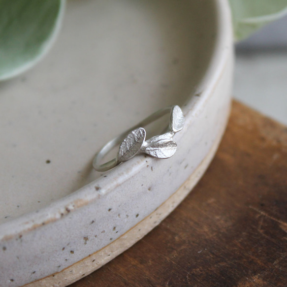 小葉環 第13張的照片