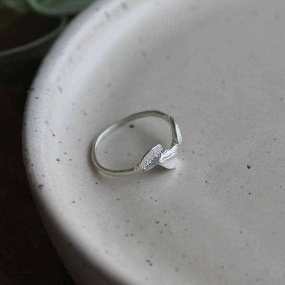 小葉環 第12張的照片