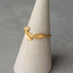 小葉環 第10張的照片