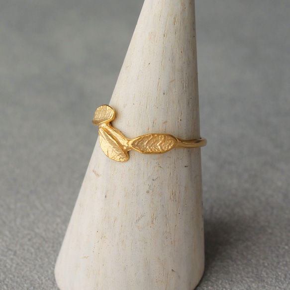 小葉環 第10張的照片