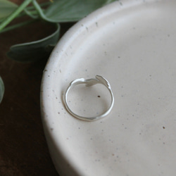 小葉環 第11張的照片