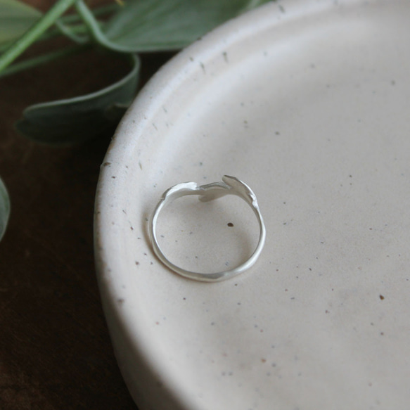 小葉環 第11張的照片