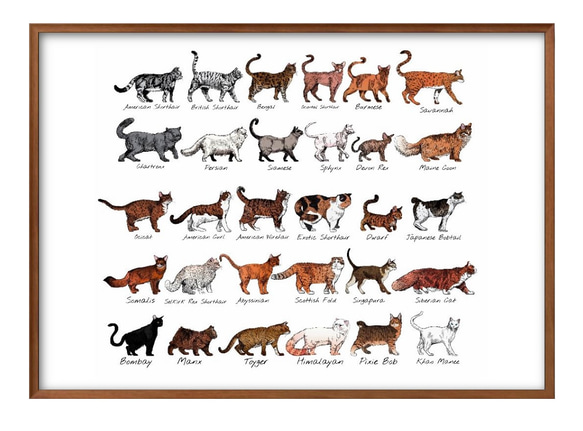 0350　ポスター　絵画　A3サイズ『猫　品種　図鑑』アート　イラスト　デザイン　上級マット紙　北欧 1枚目の画像