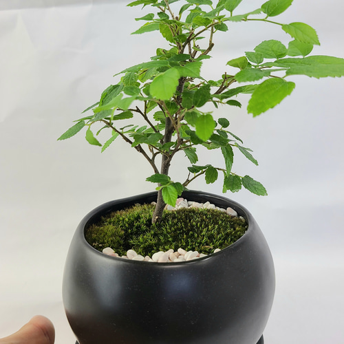 盆栽 『エノキ』榎 和風 インテリア 観葉植物 園芸 オブジェ 送料無料 227 榎（えのき）の盆栽 ミニ盆栽 インテリア その他インテリア雑貨