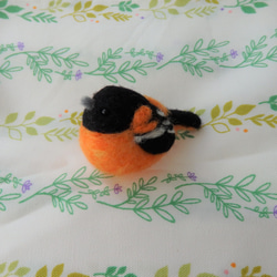 海外の鳥シリーズ～ボルチモアムクドリモドキ～ 2枚目の画像