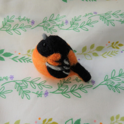 海外の鳥シリーズ～ボルチモアムクドリモドキ～ 1枚目の画像