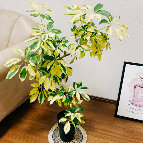 現品 シェフレラ 3番 曲がり 観葉植物 人気 インテリアグリーン