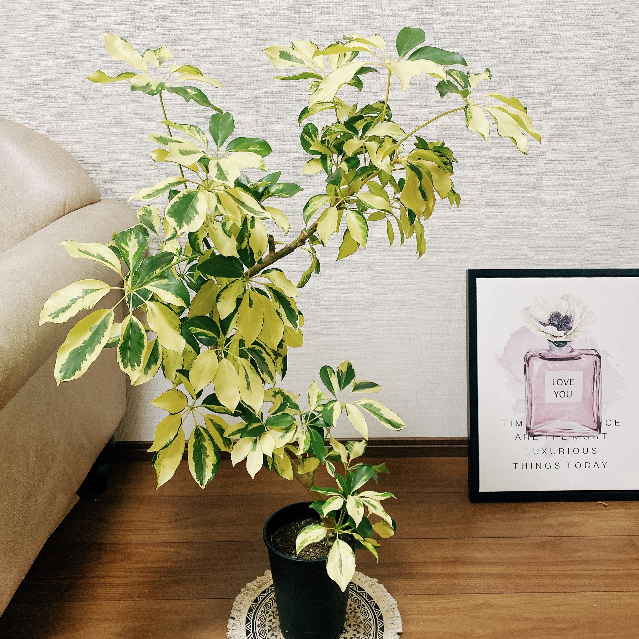 現品］【希少】シェフレラ ゴールドリーフ 曲がり 観葉植物 室内