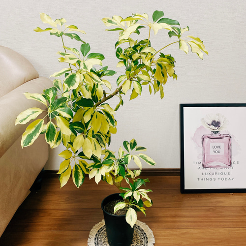 注文割引 現品］【希少】シェフレラ ゴールドリーフ 曲がり 観葉植物 室内 シェフレラ・ カポック