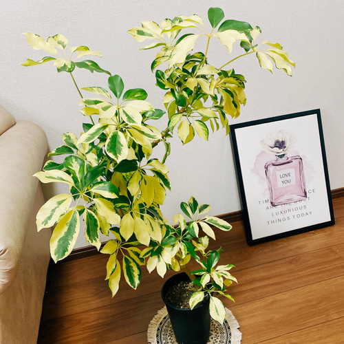 現品］【希少】シェフレラ ゴールドリーフ 曲がり 観葉植物 室内 レア