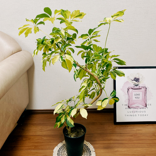 現品］【希少】シェフレラ ゴールドリーフ 曲がり 観葉植物 室内
