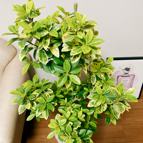 現品］【希少】1番 フランスゴムノキ ユキ 8号 観葉植物 室内 大型