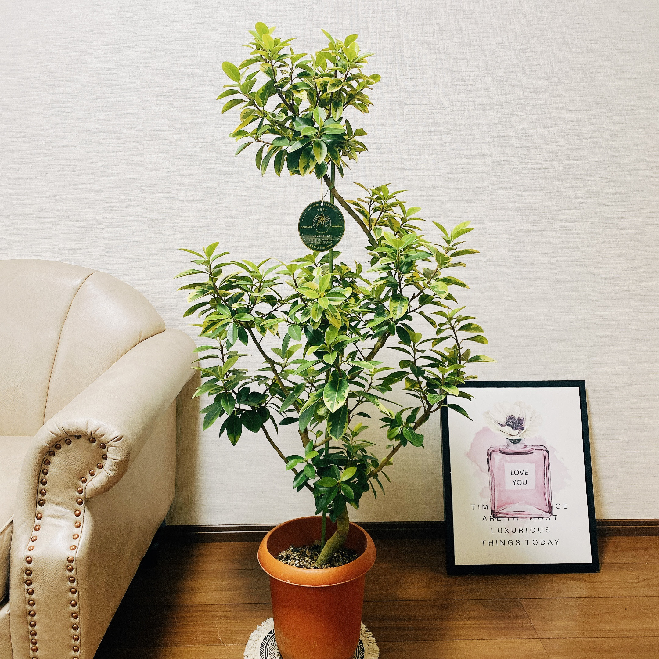 希少‼️フィカス ランフィー❗️ フィカスランフィー 大型 希少樹木