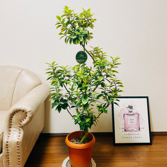 現品］【希少】1番 フランスゴムノキ ユキ 8号 観葉植物 室内