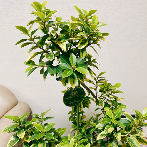 超希少 観葉植物 斑入り フランスゴムの木 超美形 約110