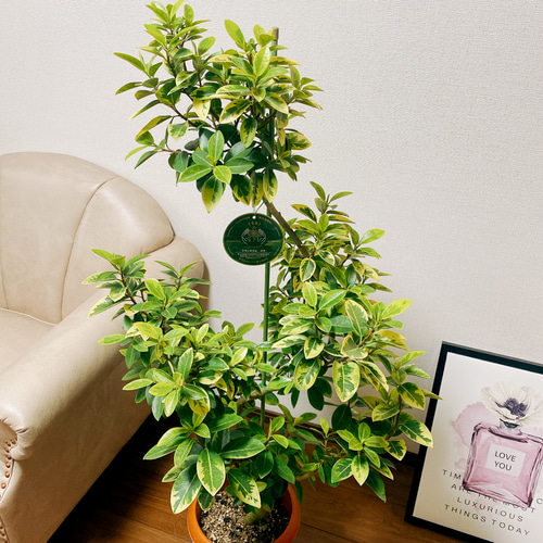 現品］【希少】1番 フランスゴムノキ ユキ 8号 観葉植物 室内 大型