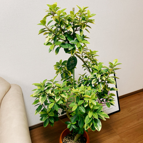 ［現品］92番　フィカス　アルテシマ　曲がり　8号　観葉植物　室内　ゴムの木 fb3bd94d81d3b7e098ac0c362e55f7
