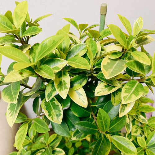 現品］【希少】1番 フランスゴムノキ ユキ 8号 観葉植物 室内 大型