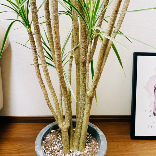 現品　ドラセナ　コンシンネ　ホワイボリー　2番　観葉植物　特大　インテリア　室内 観葉植物 おしゃれ：ドラセナ コンシネ ホワイボリー*白ポット