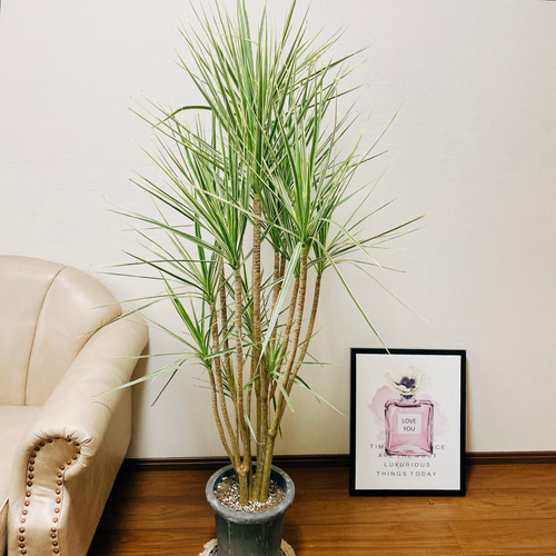 ［現品］18番　ドラセナ　コンシンネ　曲がり　8号　観葉植物　大型　室内 現品］18番 ドラセナ コンシンネ 曲がり 8号 観葉植物 大型 室内