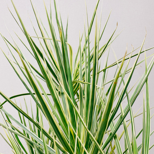 現品］ドラセナ コンシンネ ホワイボリー 8号 観葉植物 室内