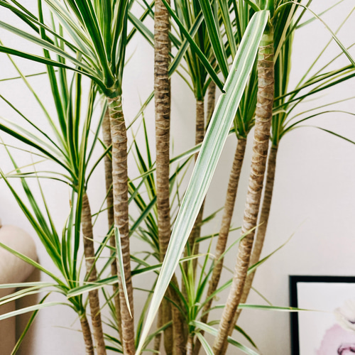 現品　ドラセナ　コンシンネ　ホワイボリー　2番　観葉植物　特大　インテリア　室内 現品］ドラセナ コンシンネ ホワイボリー 8号 観葉植物 室内