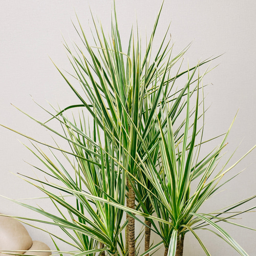 現品　ドラセナ　コンシンネ　ホワイボリー　1番　観葉植物　インテリアグリーン 一点物】ドラセナコンシンネ・ホワイボリー 8号 高さ約130cm